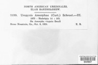 Uropyxis amorphae image